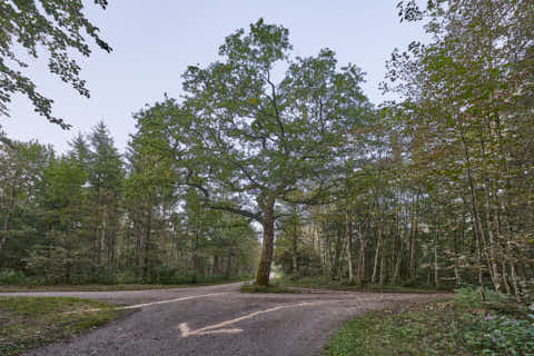 Gemeinde Altötting Landkreis Altötting Forst Alte Poststraße Innradweg Einsiedel-Eiche (Dirschl Johann) Deutschland AÖ